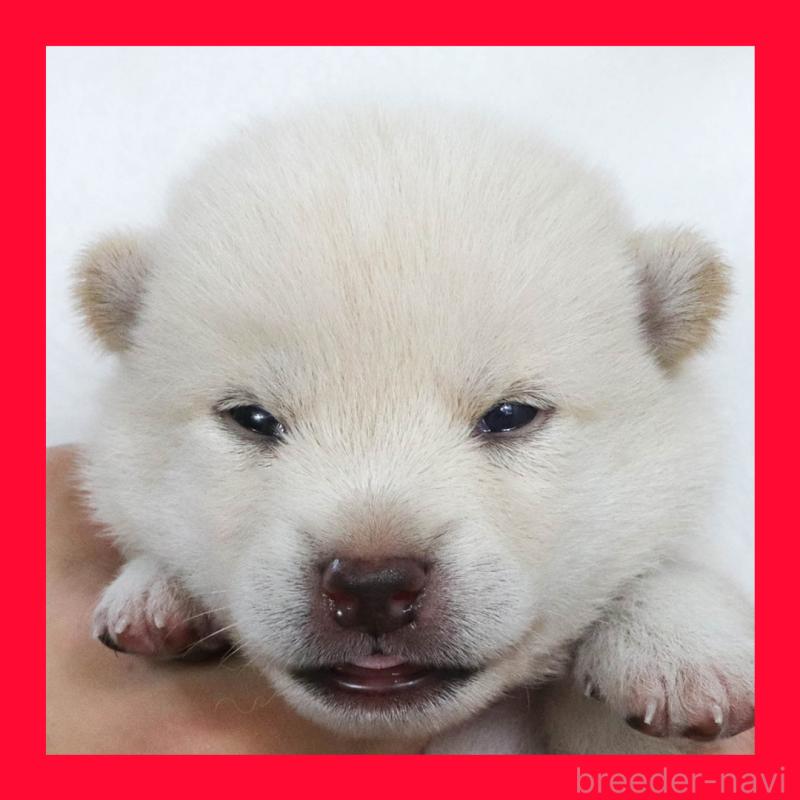 販売中の愛知県の柴犬-406507の6枚目